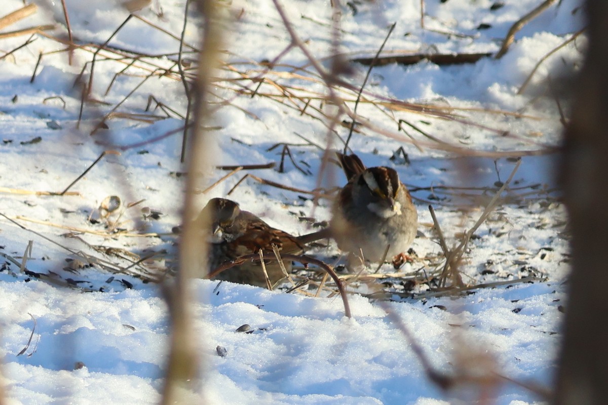 White-throated Sparrow - ML646618357