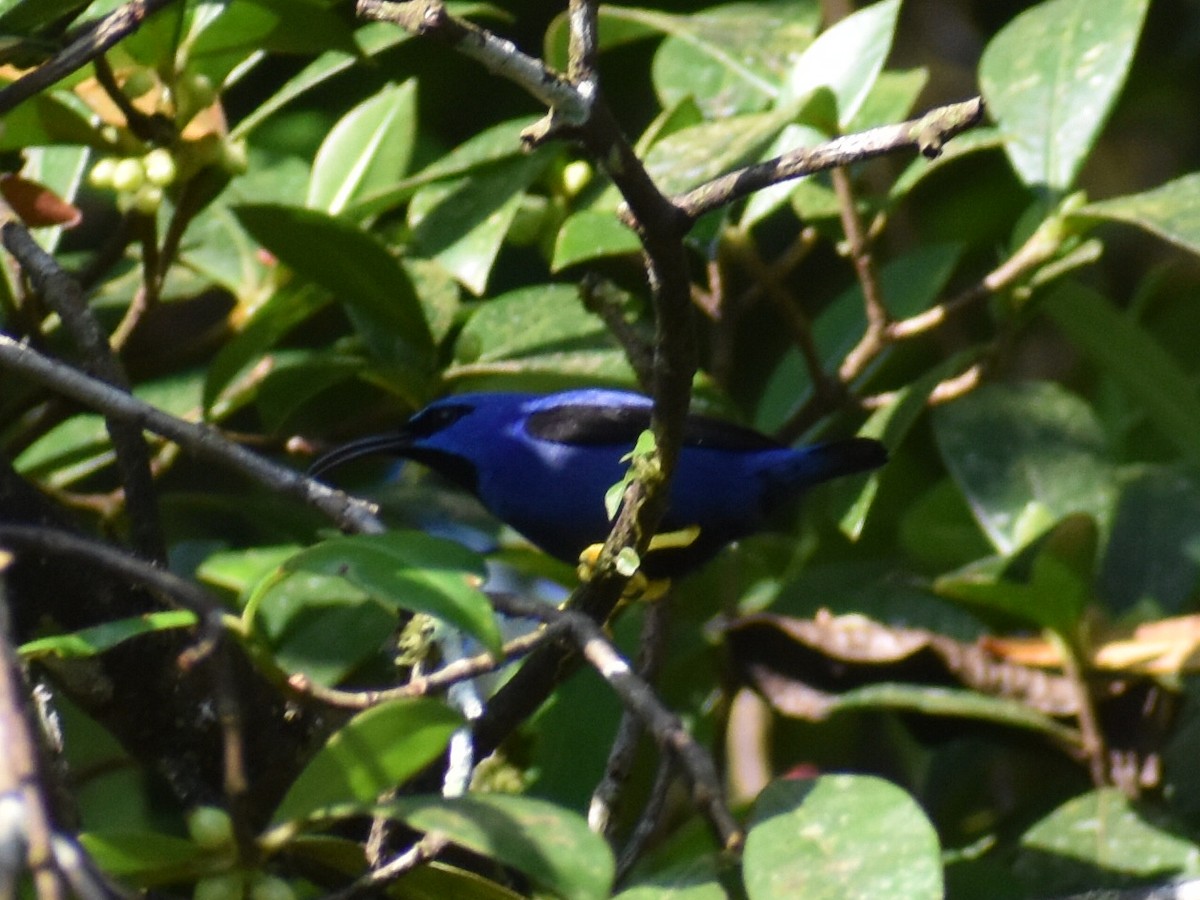 Purple Honeycreeper - ML646618360