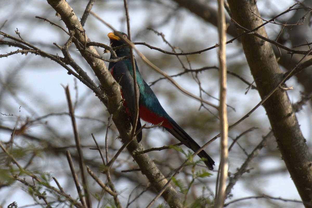 ecuadortrogon - ML646618366