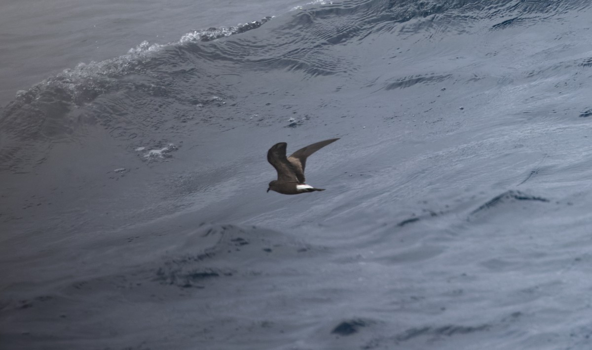 buřňáček severní - ML646618370