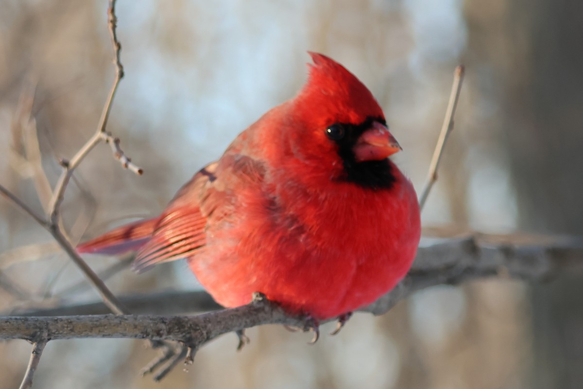Northern Cardinal - ML646618371