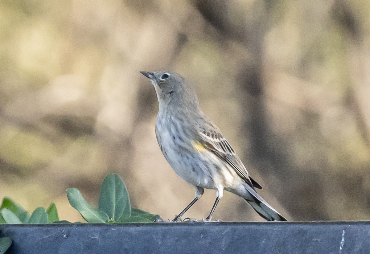 Yellow-rumped Warbler (Audubon's) - ML646618372