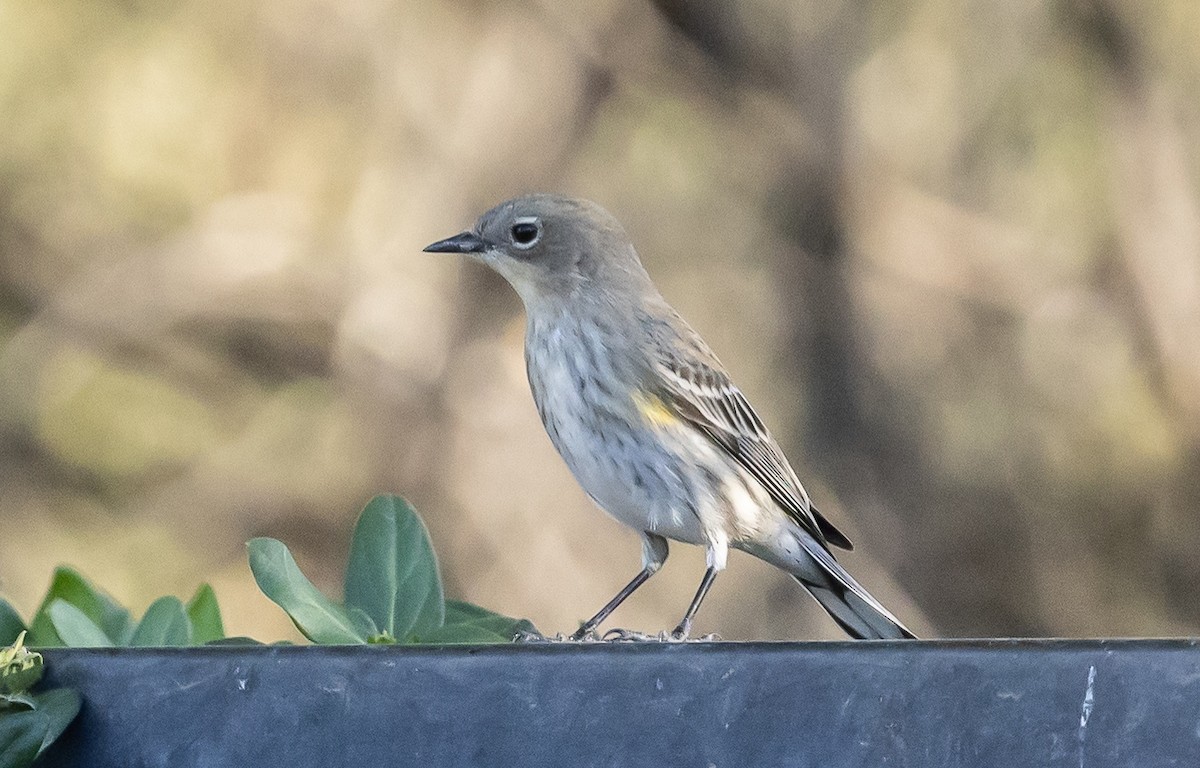 Yellow-rumped Warbler (Audubon's) - ML646618373