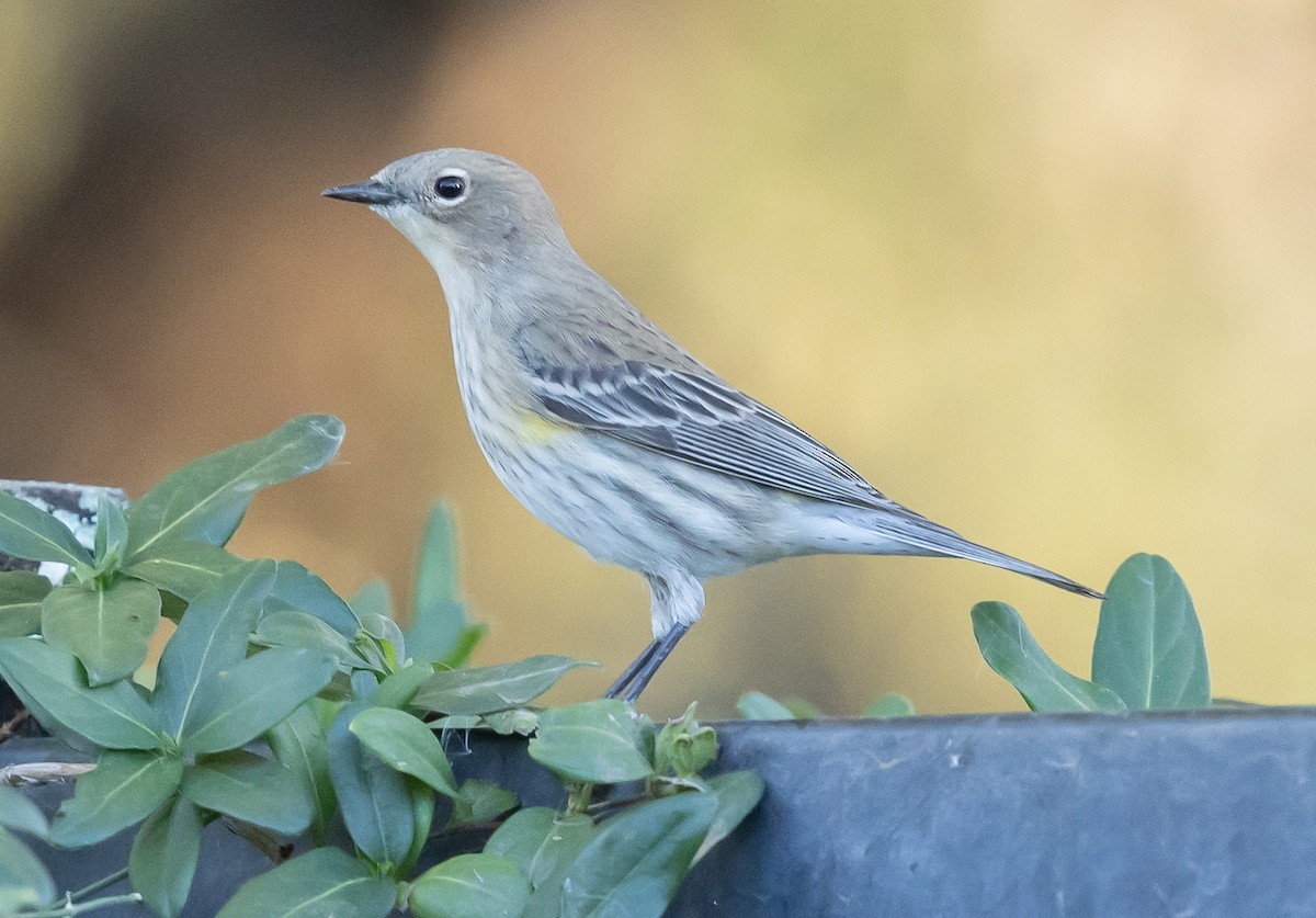 Yellow-rumped Warbler (Audubon's) - ML646618374