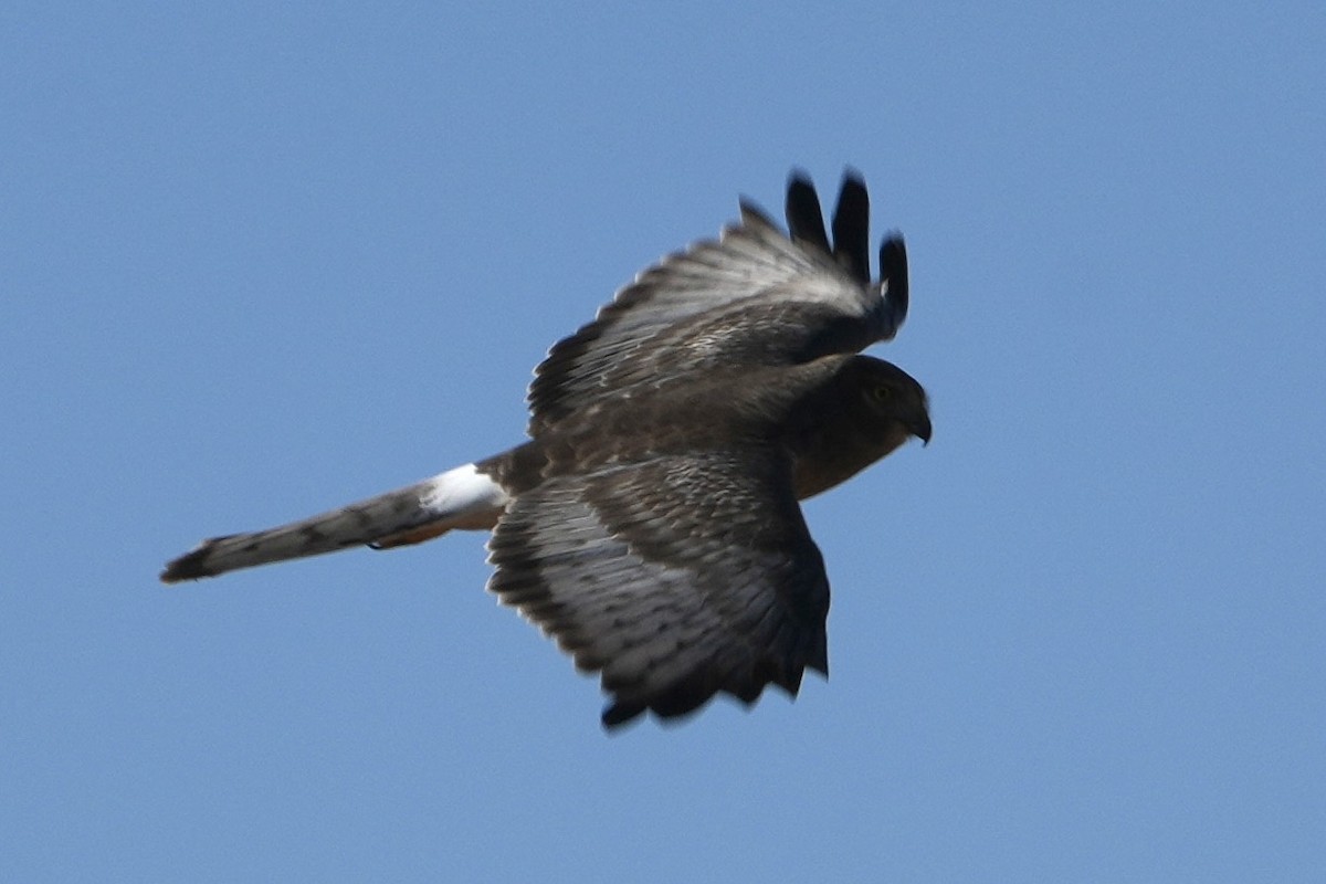 moták severoamerický - ML646618375