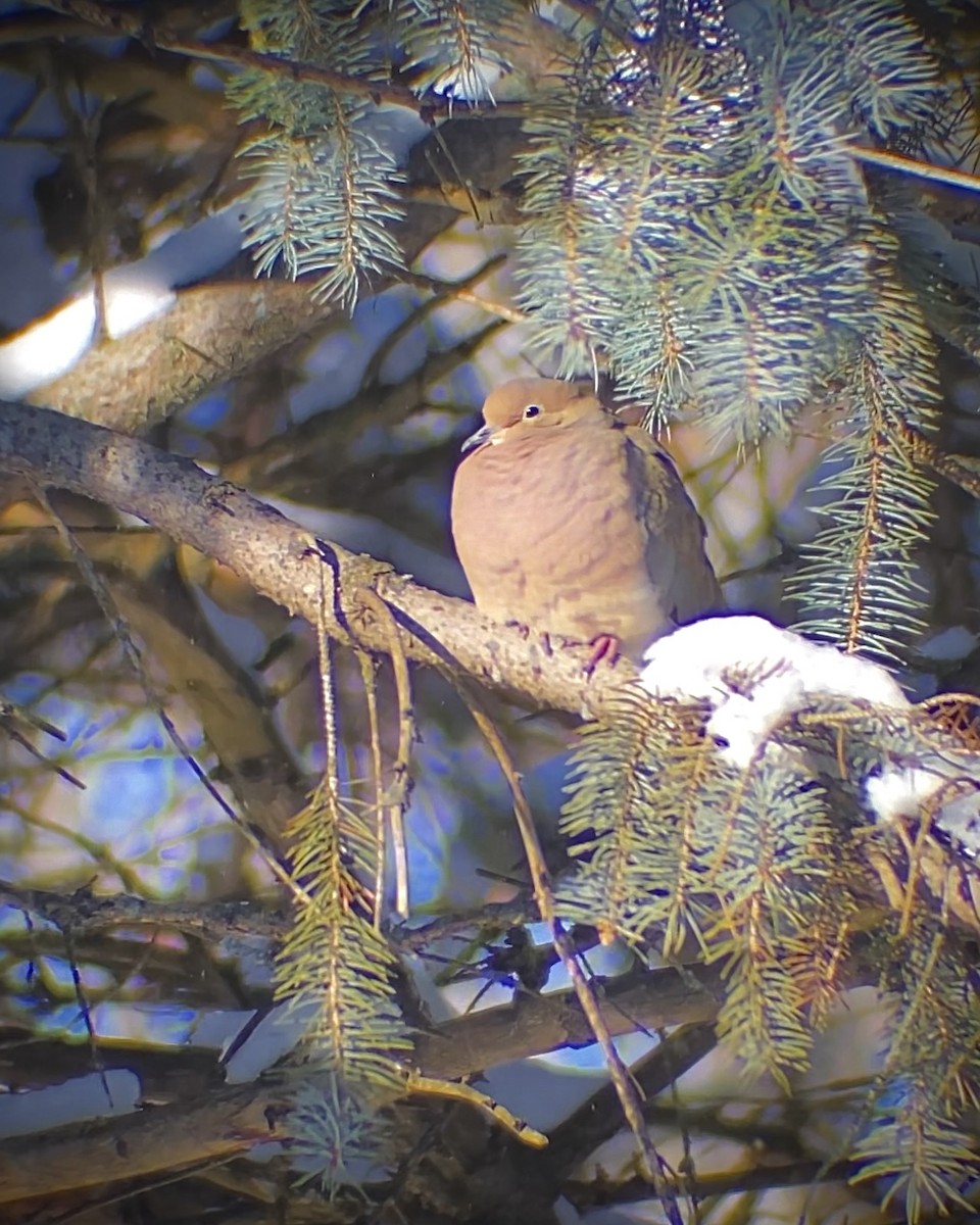 Mourning Dove - ML646618377