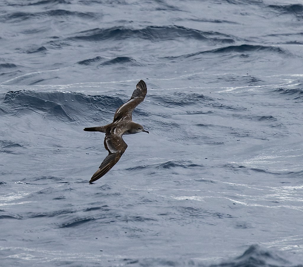 buřňák klínoocasý - ML646618378