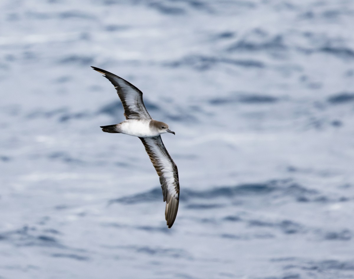 Gabai ziri-buztana - ML646618379