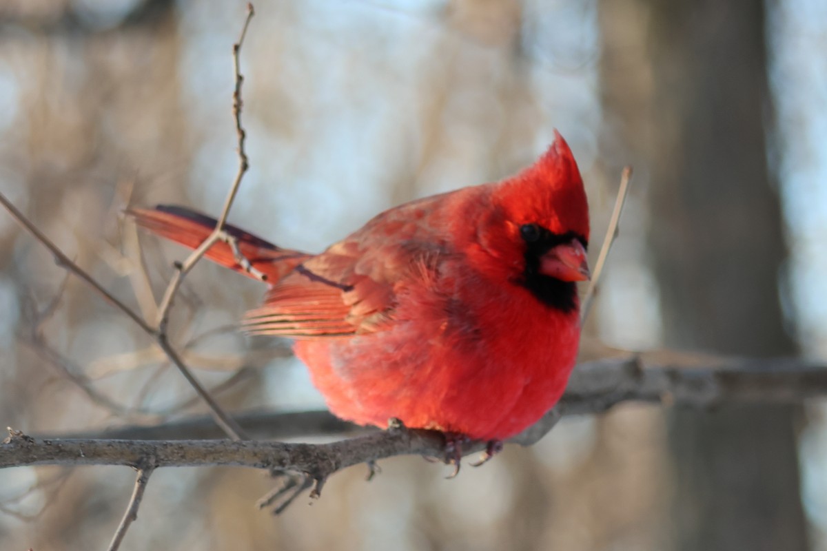Northern Cardinal - ML646618380