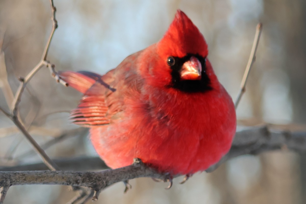 Northern Cardinal - ML646618384