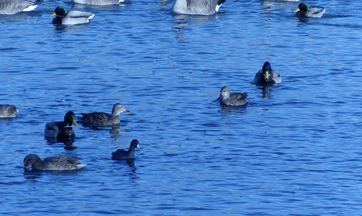 Kopetazuri amerikarra - ML646618385