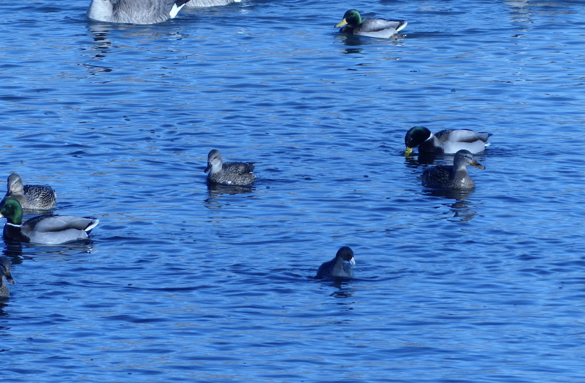 Kopetazuri amerikarra - ML646618386