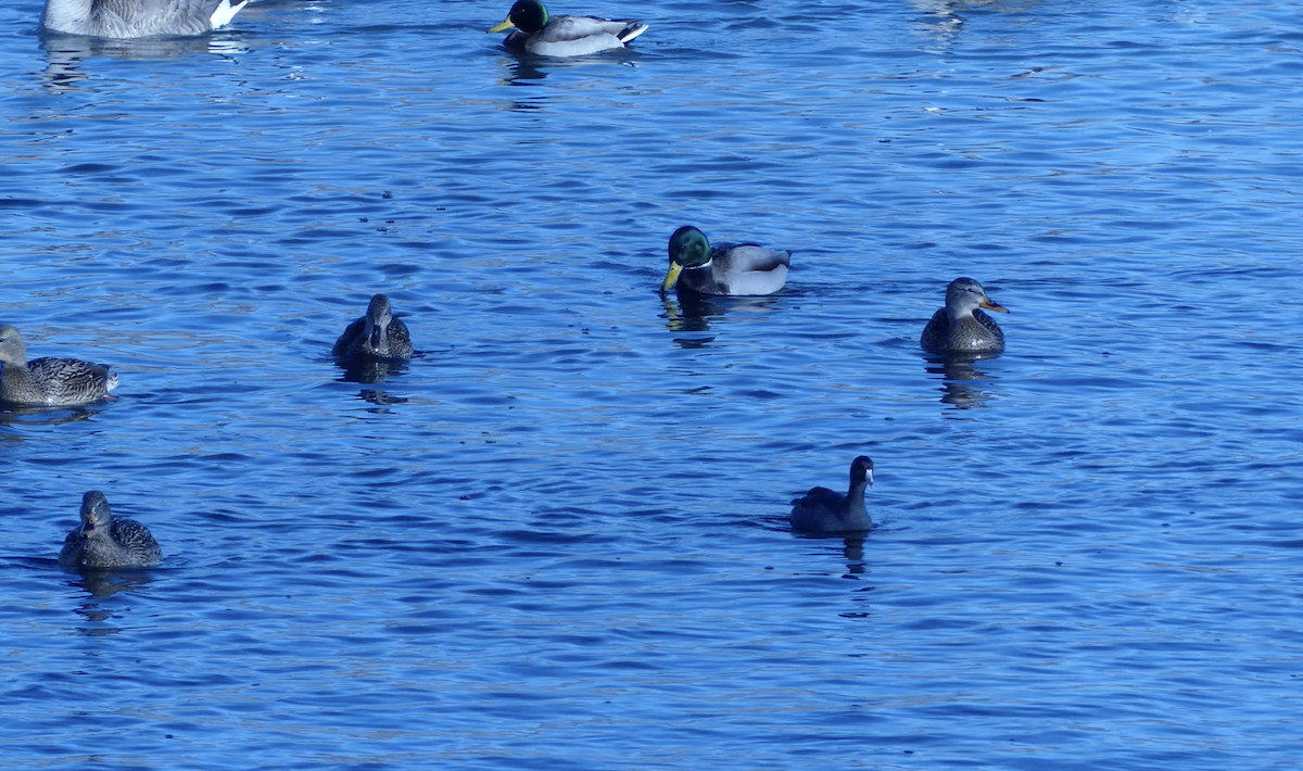 Kopetazuri amerikarra - ML646618387