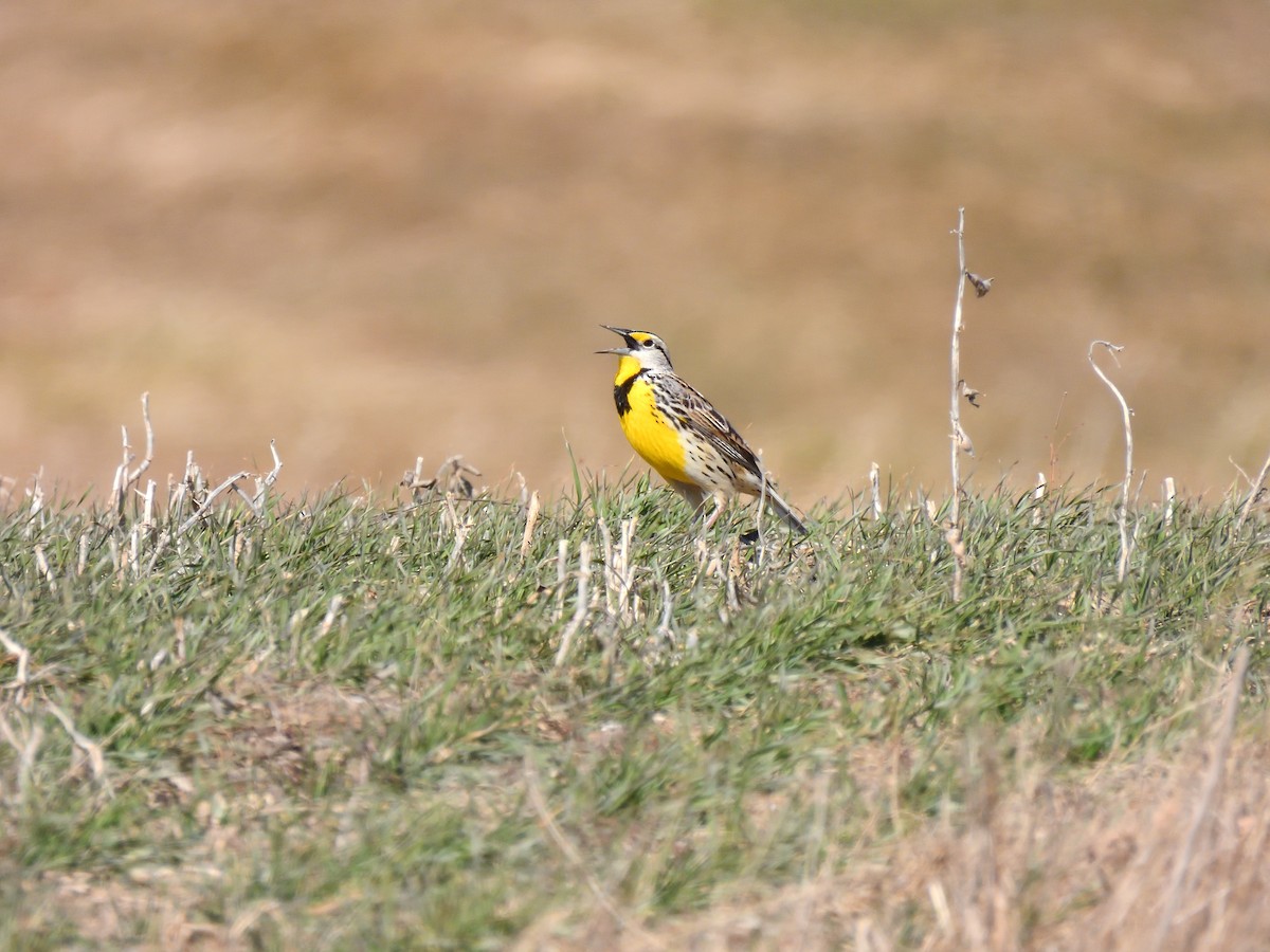 Eastern Meadowlark - ML646618402