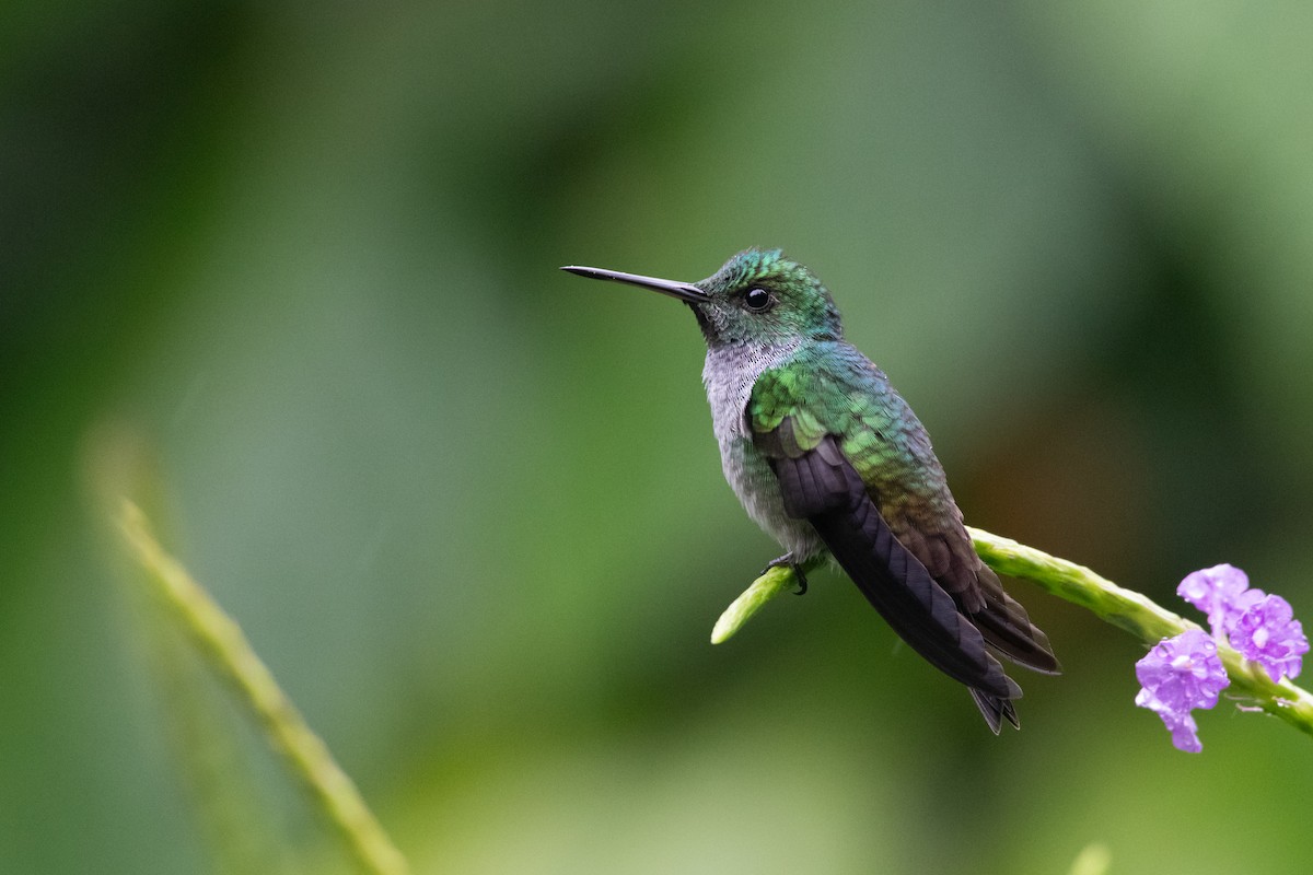 Blue-chested Hummingbird - ML646618407
