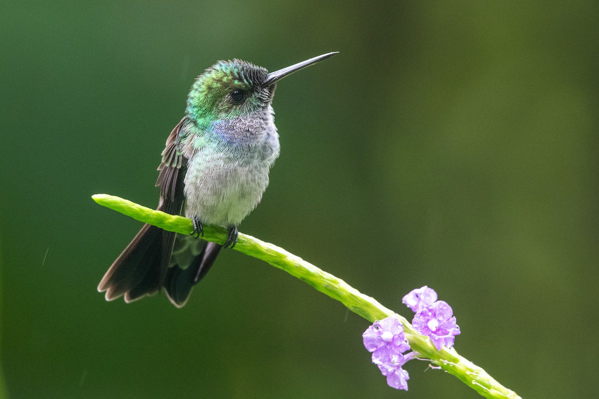 Blue-chested Hummingbird - ML646618408