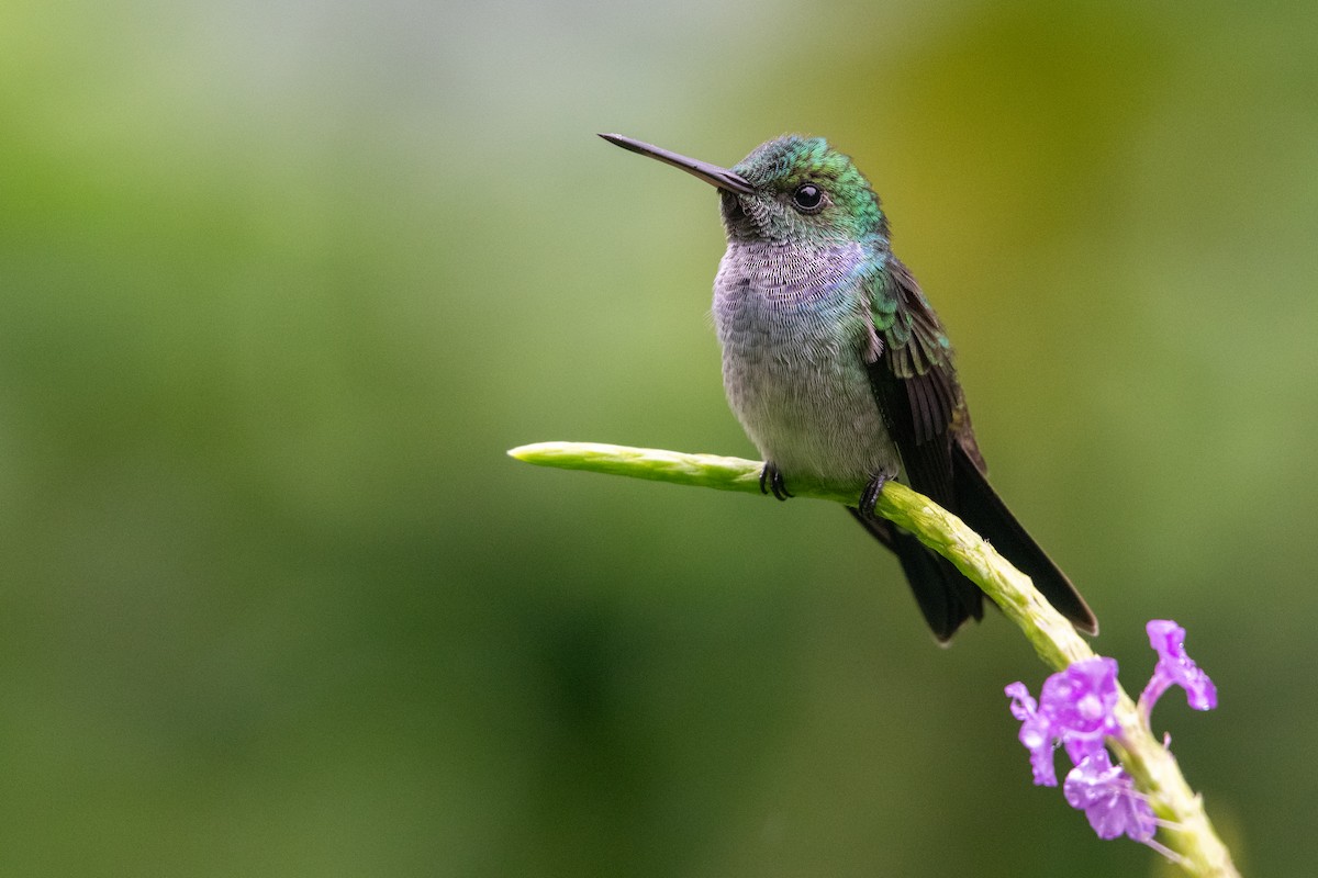 Blue-chested Hummingbird - ML646618409