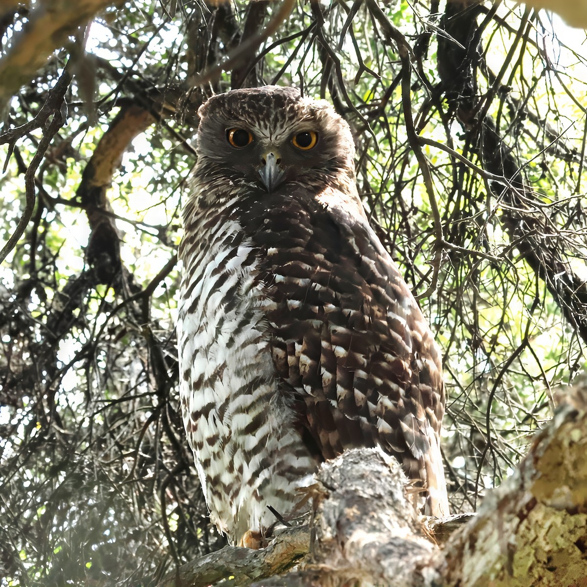 Powerful Owl - ML646618410