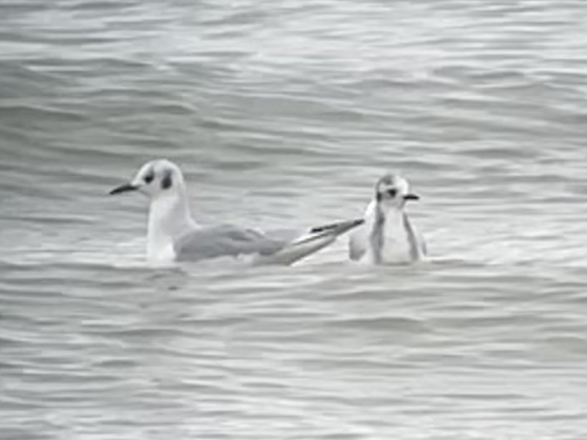 Antxeta txikia - ML646618412