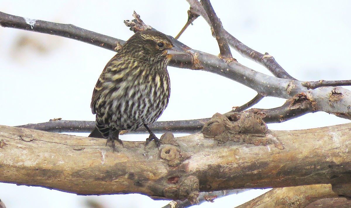 Red-winged Blackbird (Red-winged) - ML646618415