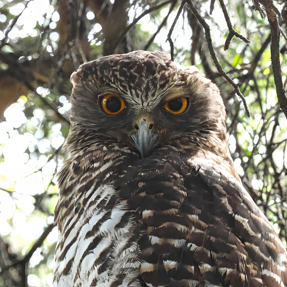 Powerful Owl - ML646618416
