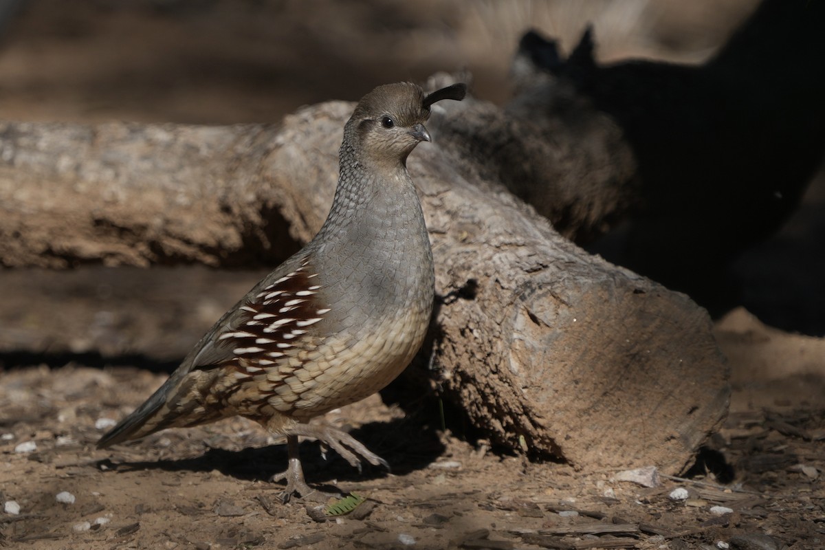 křepel čelenkový - ML646618417