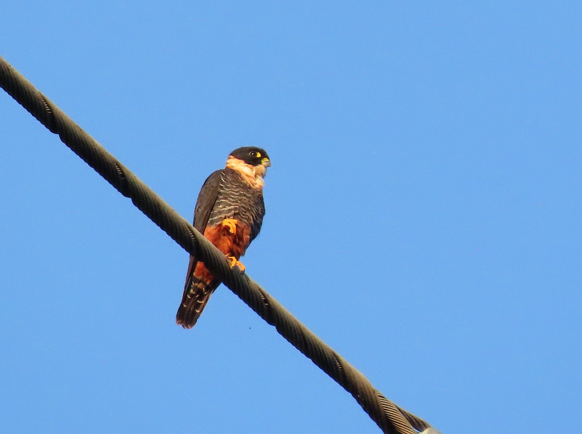 Bat Falcon - ML646618418