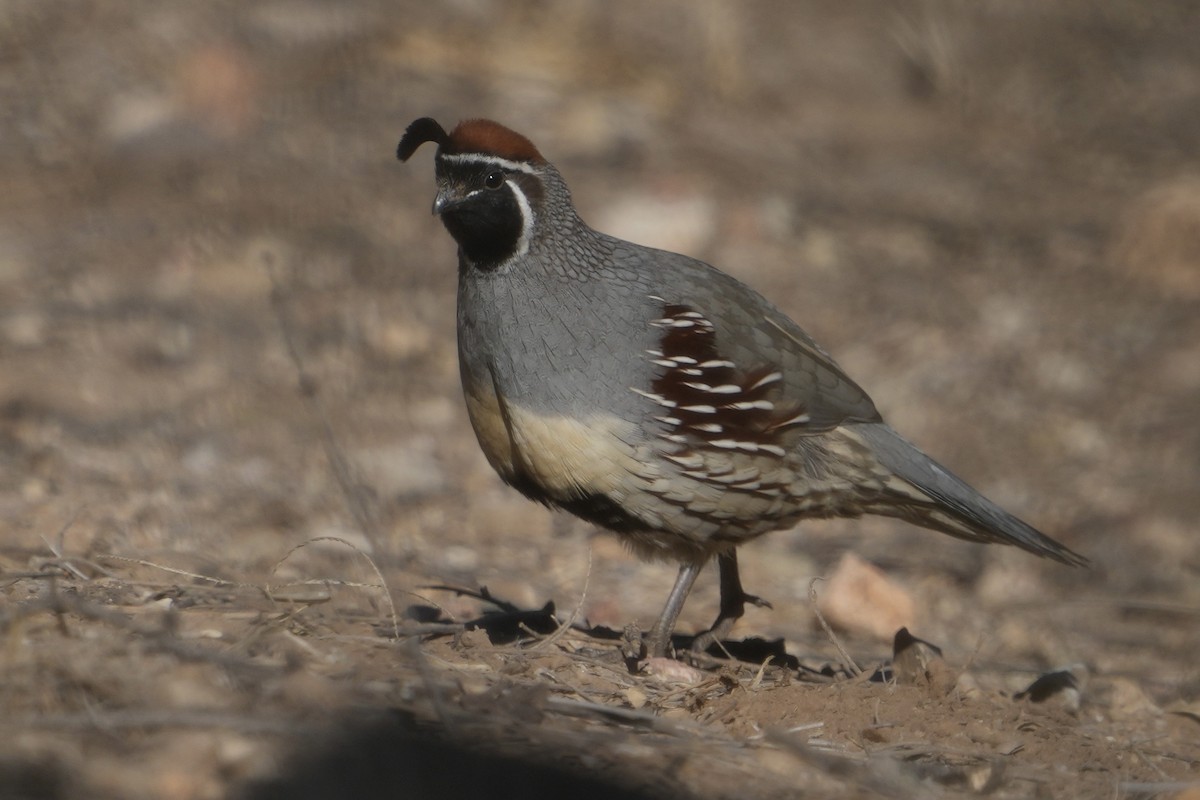 křepel čelenkový - ML646618419