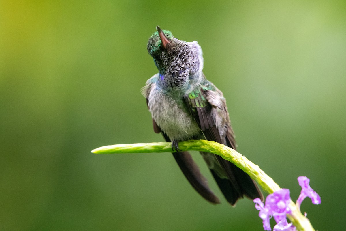 Blue-chested Hummingbird - ML646618421