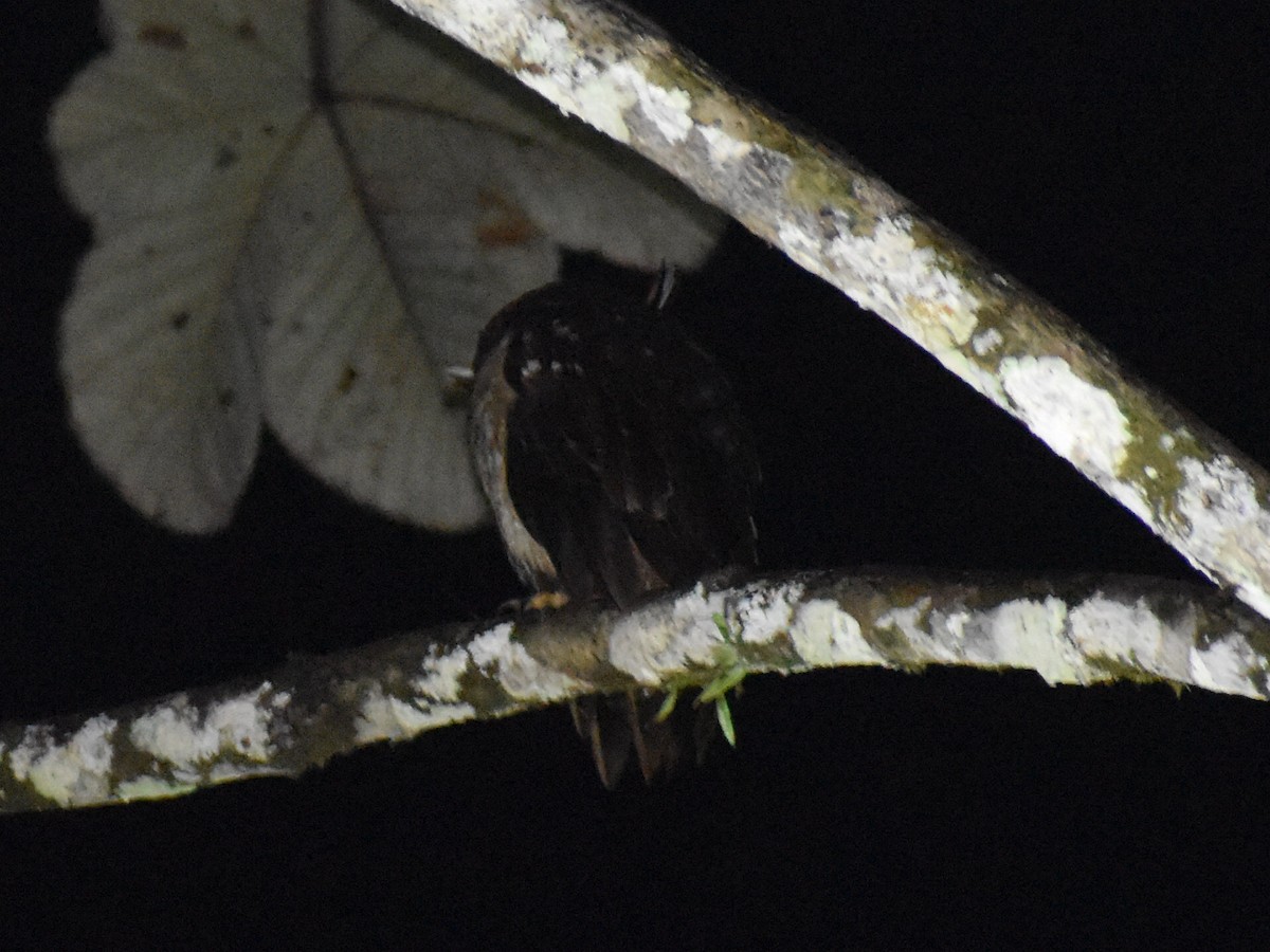 Crested Owl - ML646618422