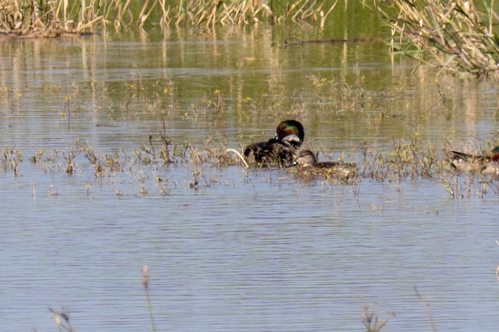 Falcated Duck - ML646618424
