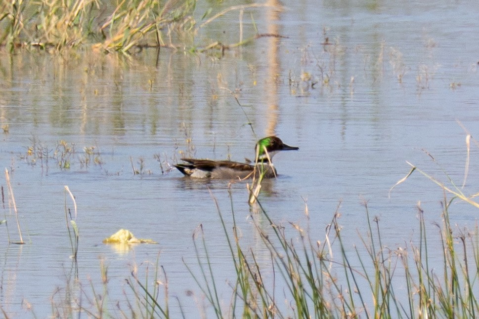 Falcated Duck - ML646618425