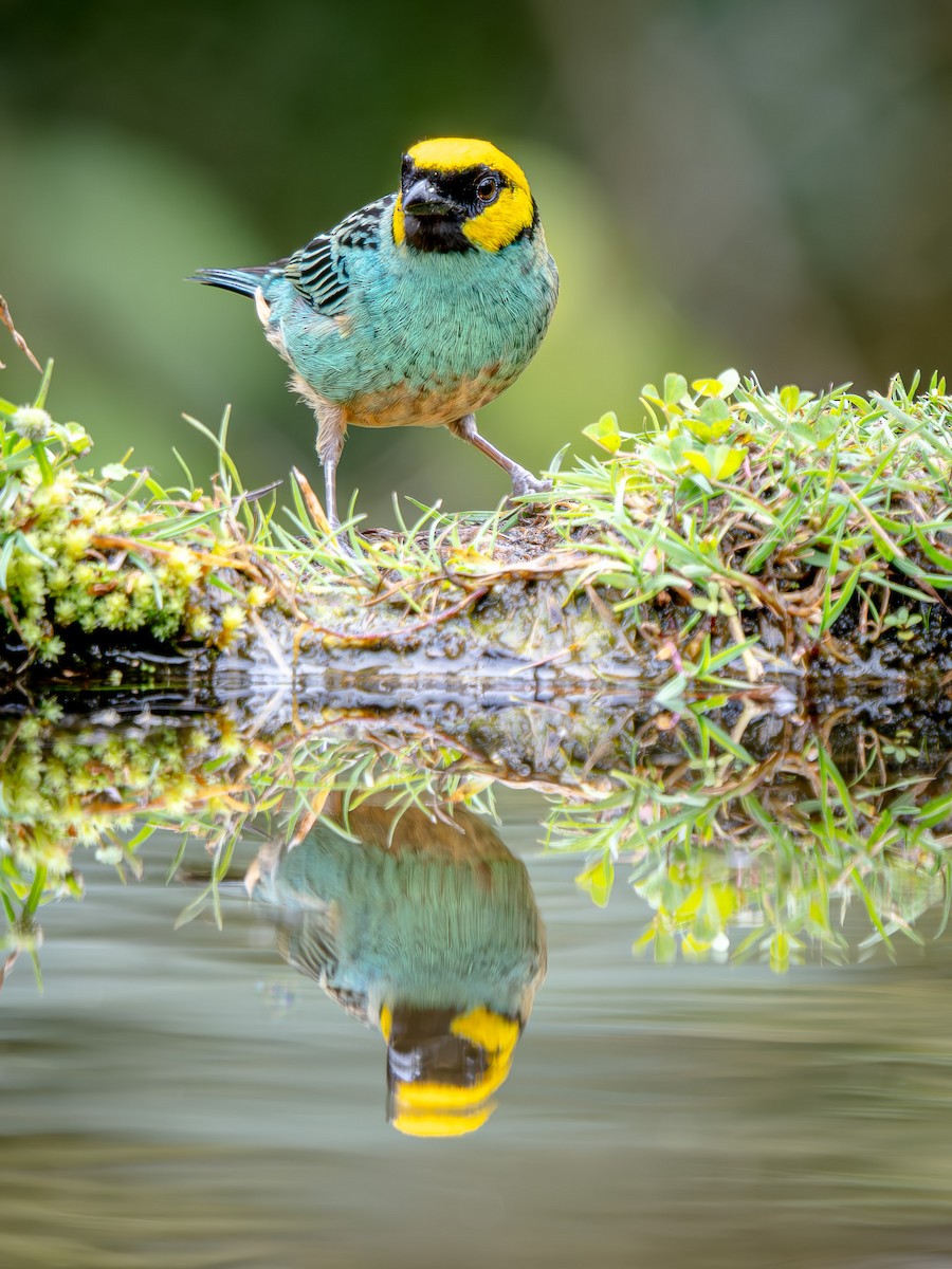 Saffron-crowned Tanager - ML646618426