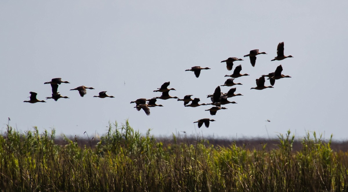 Zuhaitz-ahate mokogorria - ML646618427