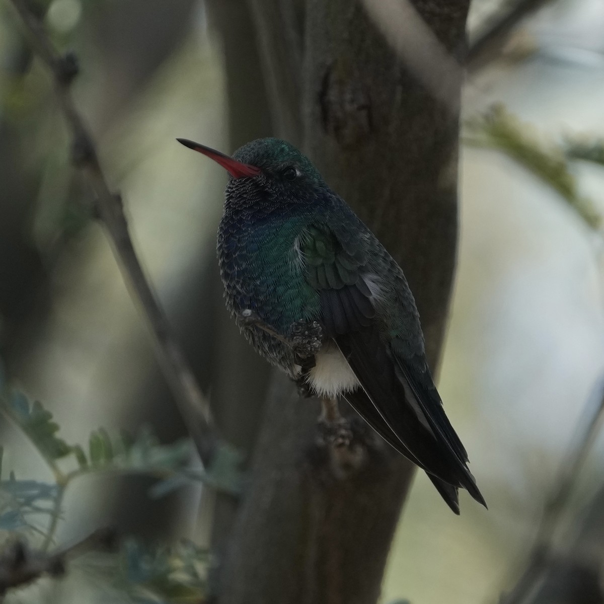 Broad-billed Hummingbird - ML646618428