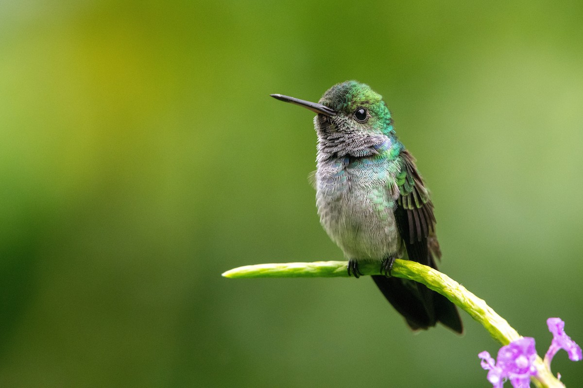 Blue-chested Hummingbird - ML646618429