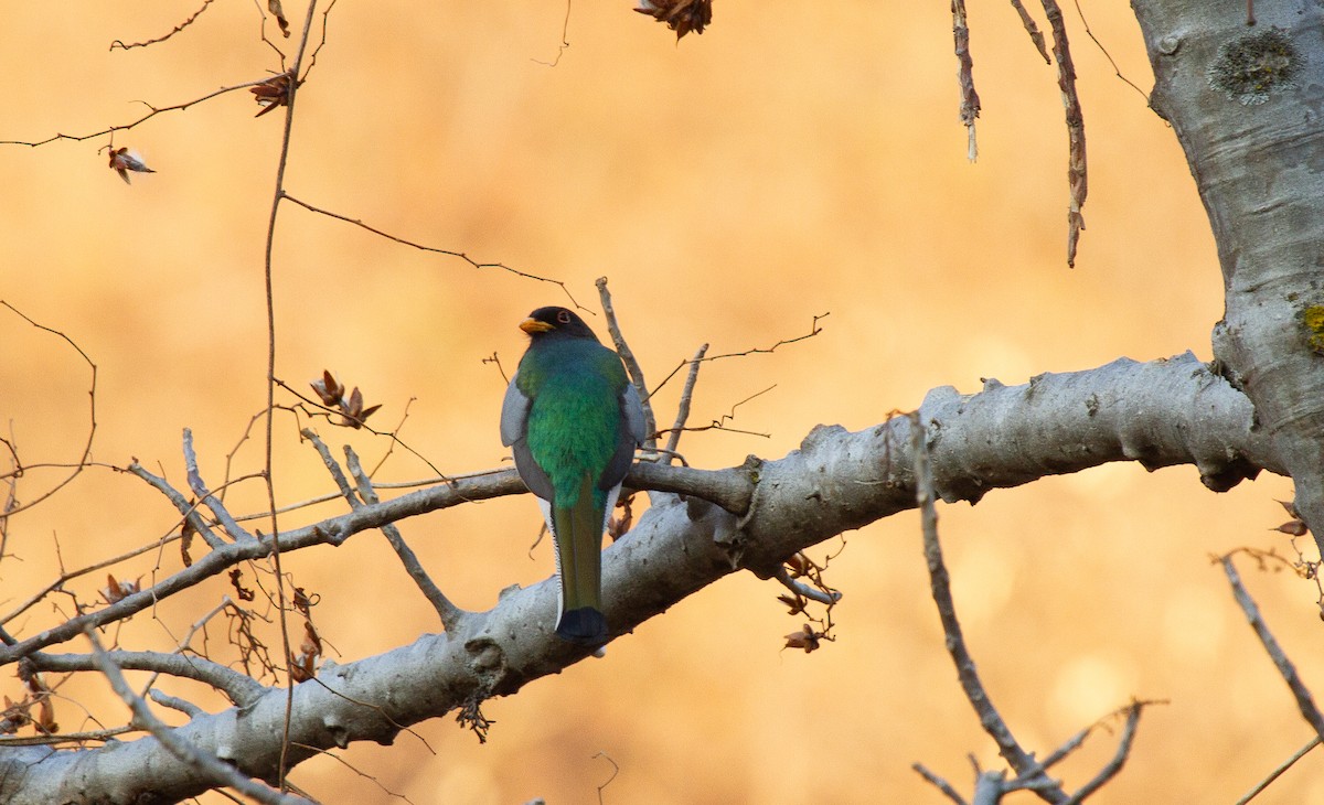 Coppery-tailed Trogon - ML646618431