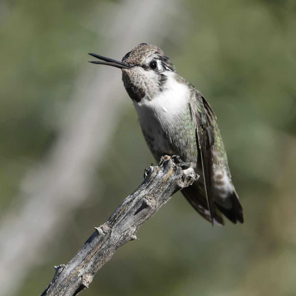 Costa's Hummingbird - ML646618432