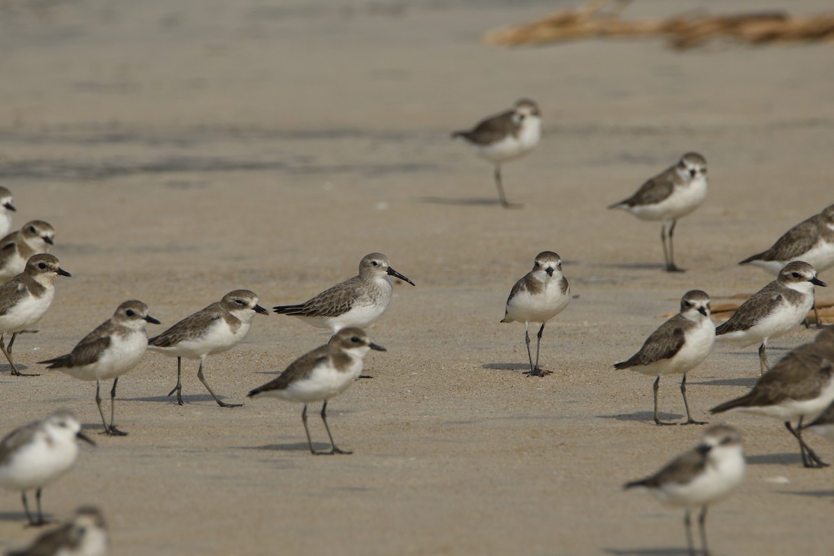 myrsnipe - ML646618435