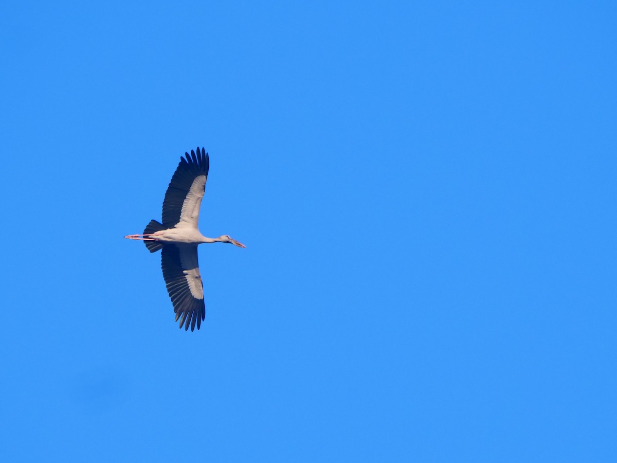 Bec-ouvert indien - ML646618436