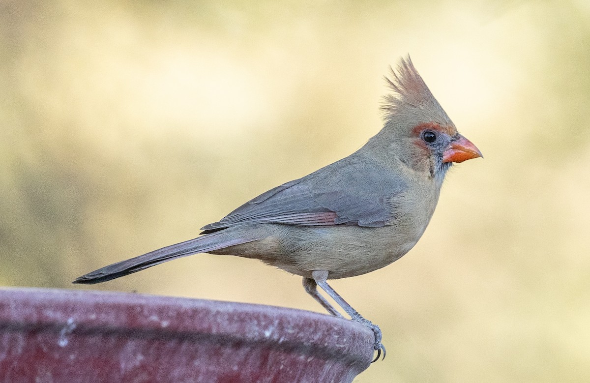 Northern Cardinal - ML646618437