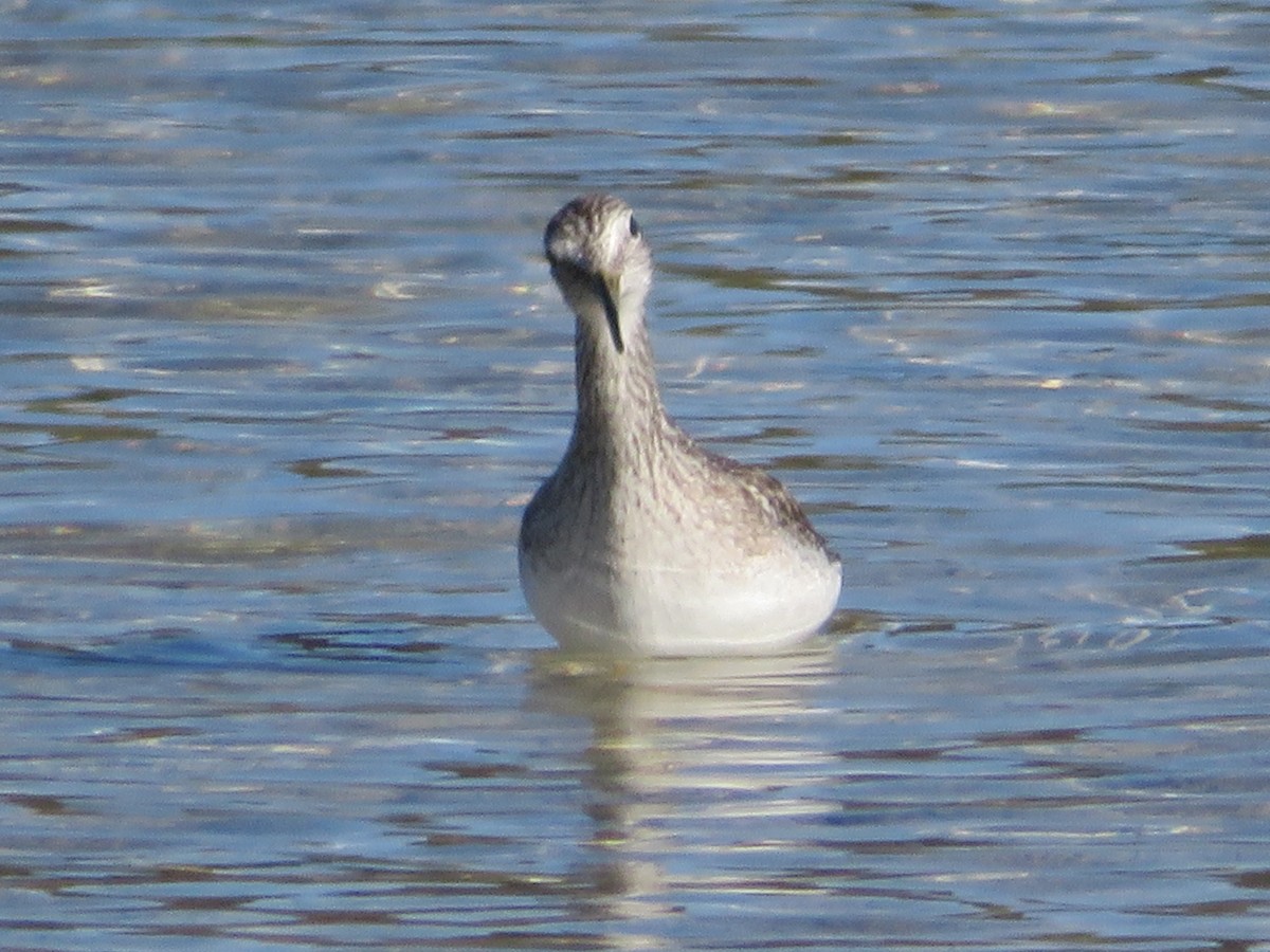 Kuliska hankahori handia - ML646618438