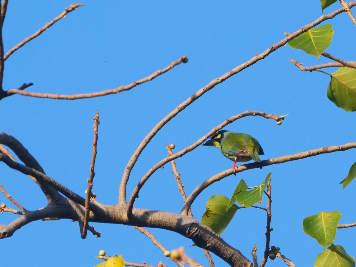 Barbu à plastron rouge (indicus/delicus) - ML646618439