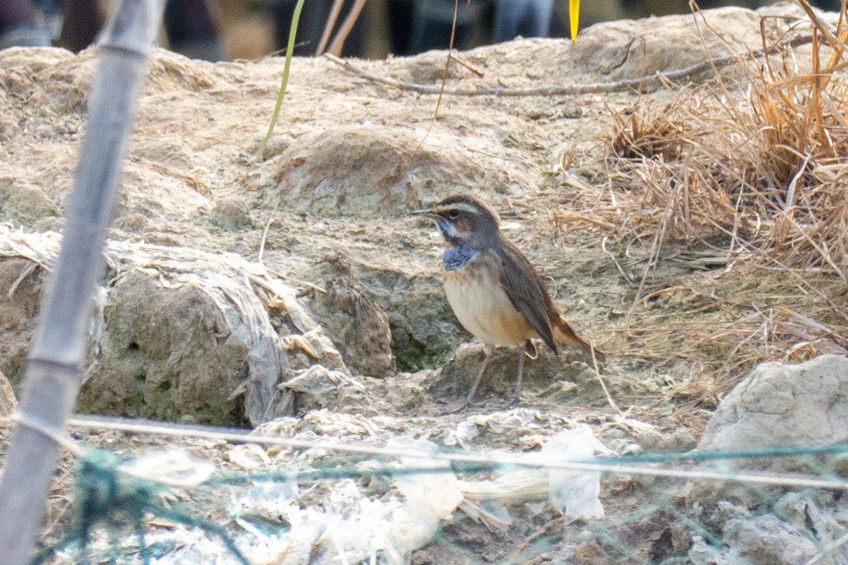 slavík modráček - ML646618440