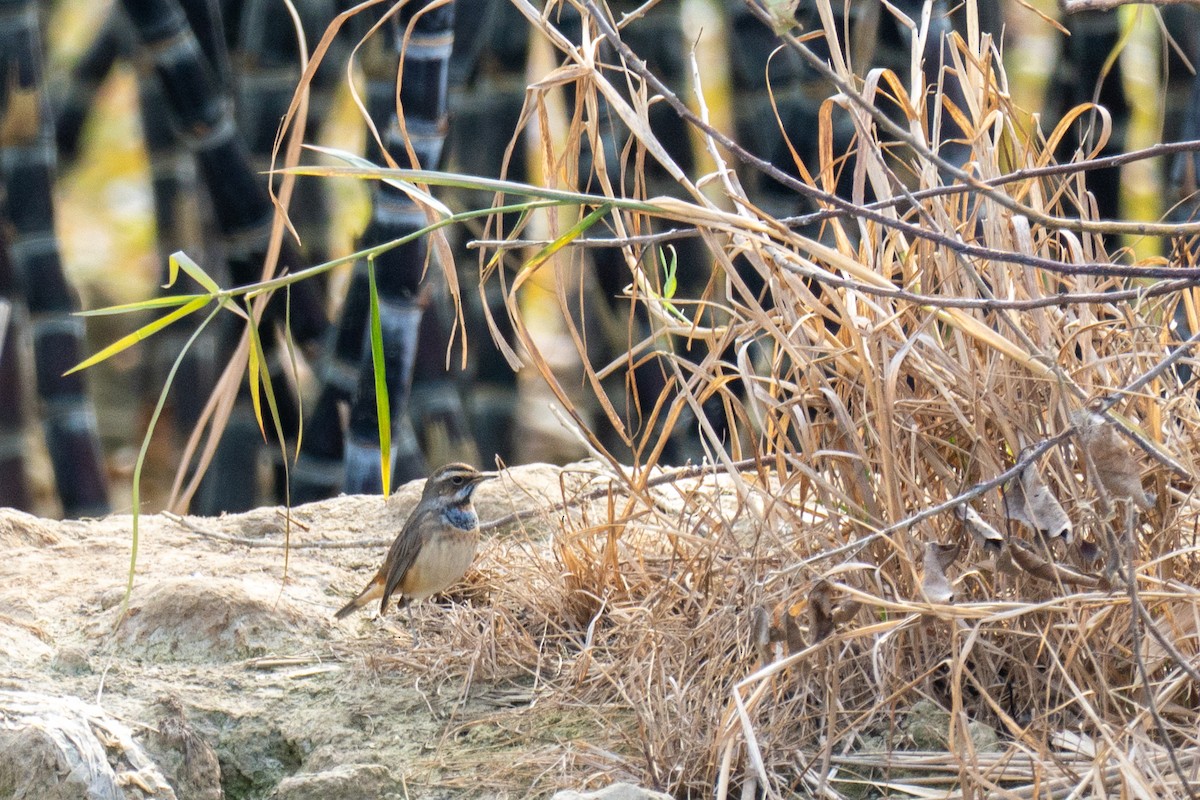 slavík modráček - ML646618441