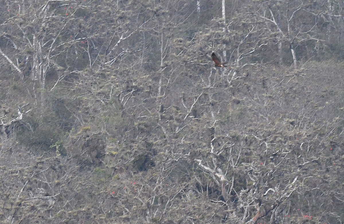 Harris zapelatza - ML646618442