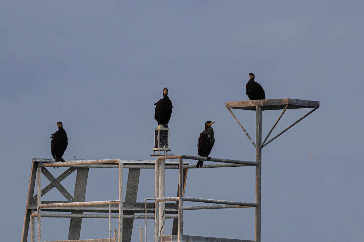 Ubarroi handia - ML646618443