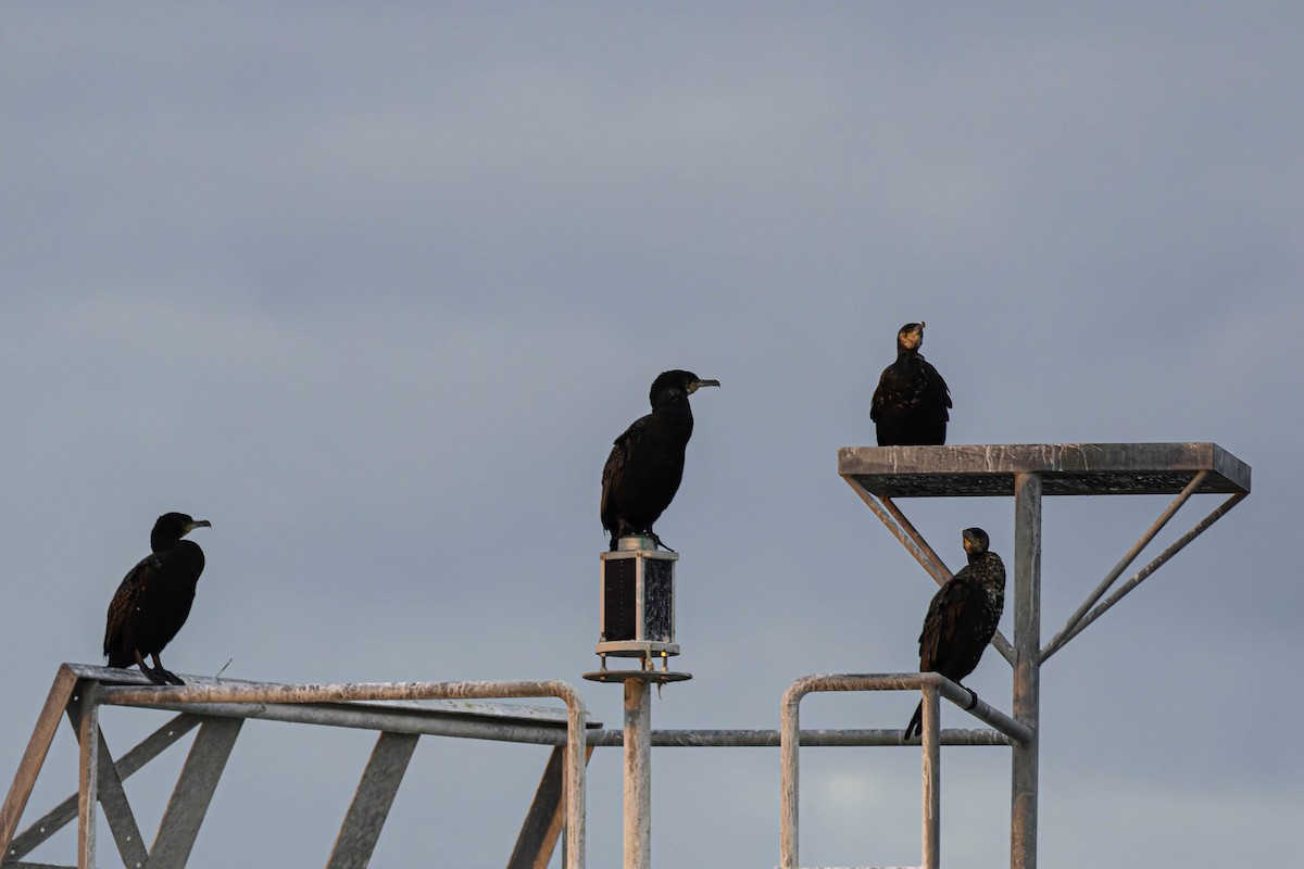 Ubarroi handia - ML646618444