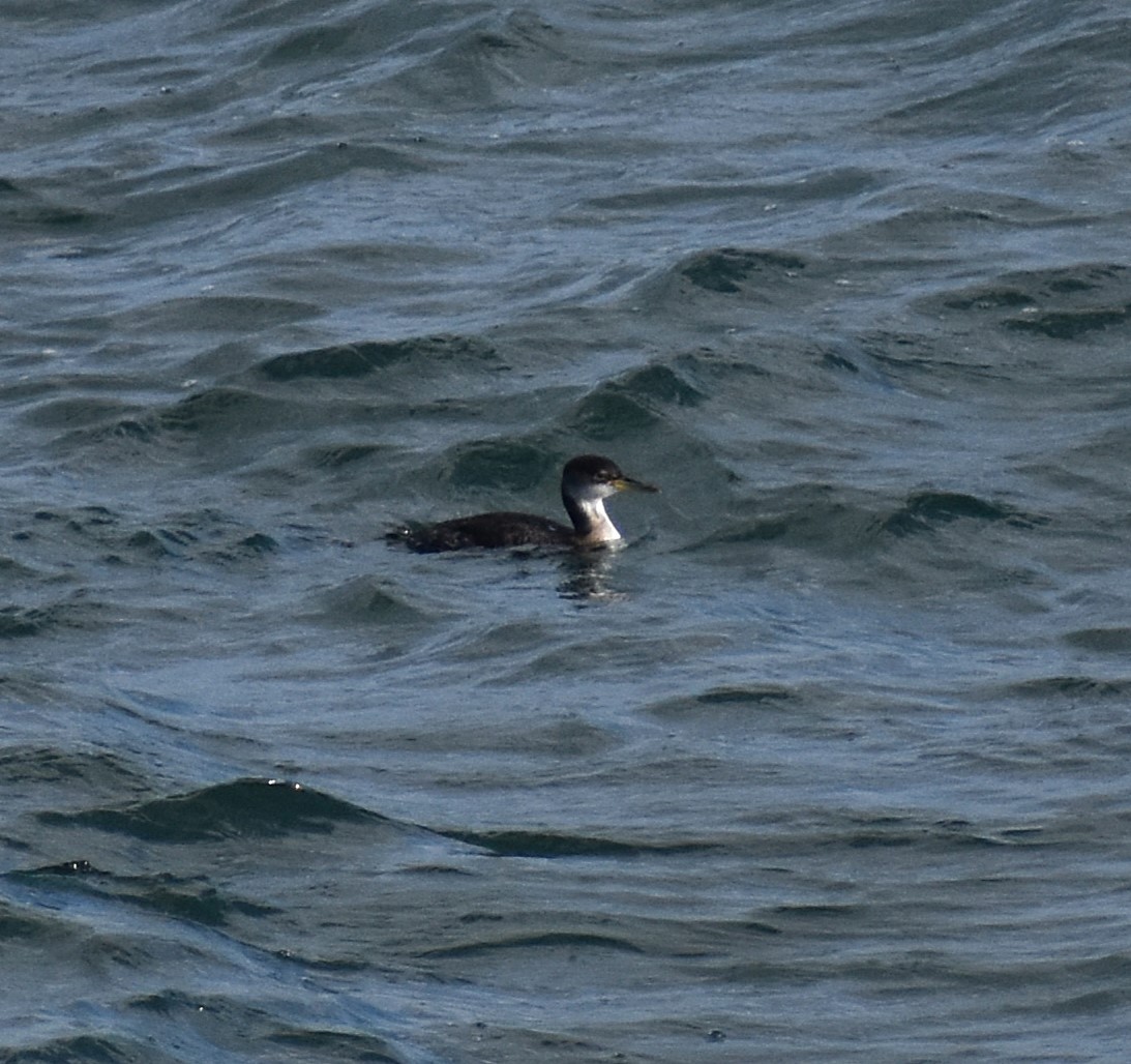 Somormujo Cuellirrojo - ML646618445