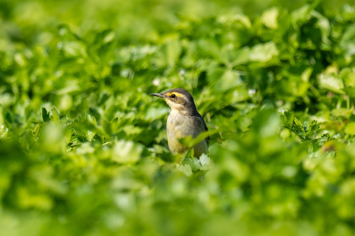 konipas východní (ssp. taivana) - ML646618446